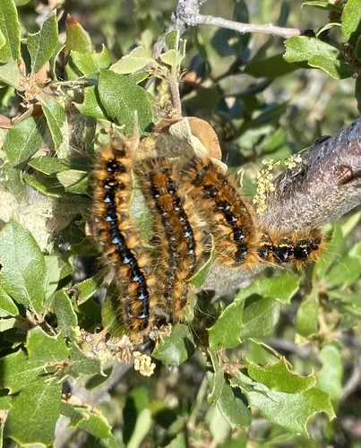 Pacific Tent Caterpillar - photo 5