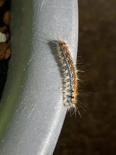 Pacific Tent Caterpillar - photo 6
