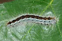Southwestern Tent Caterpillar Moth - Hodges#7703 - Malacosoma incurva