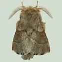 Southwestern Tent Caterpillar Moth - Hodges#7703 - photo 2