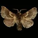 Southwestern Tent Caterpillar Moth - Hodges#7703 - photo 3