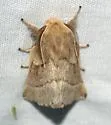 Southwestern Tent Caterpillar Moth - Hodges#7703 - photo 4