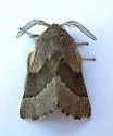 Southwestern Tent Caterpillar Moth - Hodges#7703 - photo 5