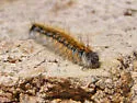 Sonoran Tent Caterpillar - Hodges#7700 - photo 2