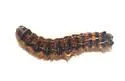 Sonoran Tent Caterpillar - Hodges#7700 - photo 3