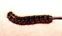 Sonoran Tent Caterpillar - Hodges#7700 - photo 4