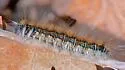 Sonoran Tent Caterpillar - Hodges#7700 - photo 5