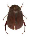 Maladera japonica