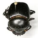 Malagoniella astyanax - photo 2