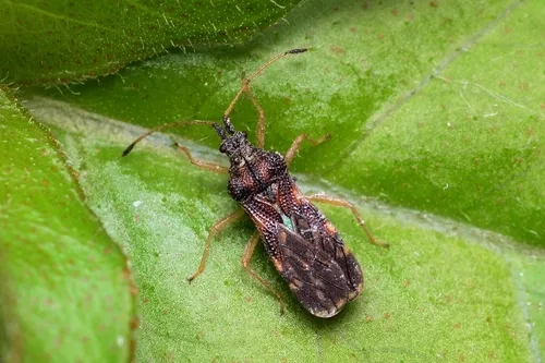 Malcidae - Malcidae
