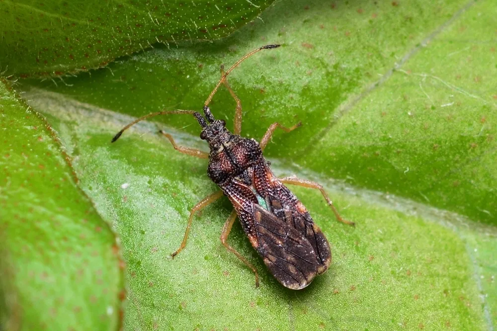 Malcidae - photo 3