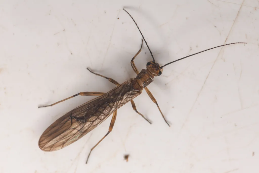 Two-lobed Forestfly - photo 2