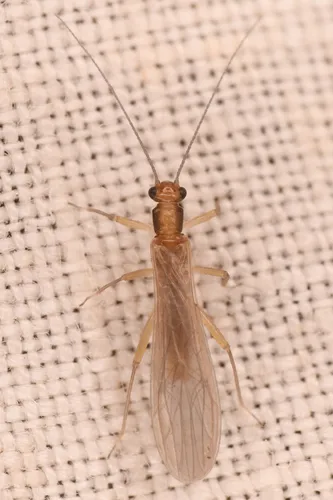 Horned Forestfly
