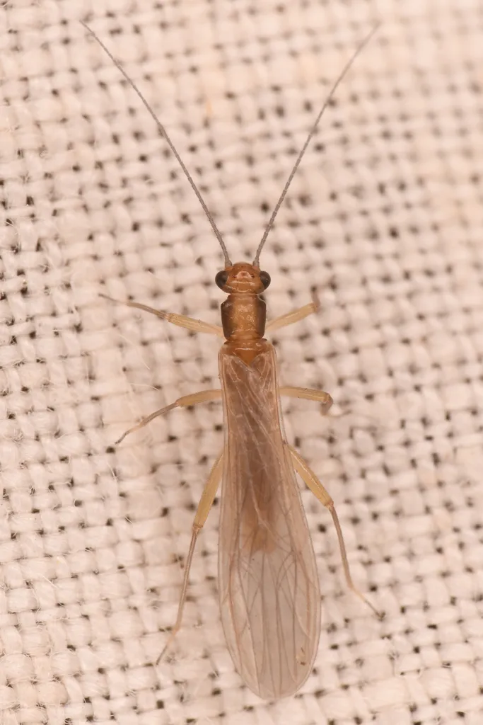 Horned Forestfly - photo 2
