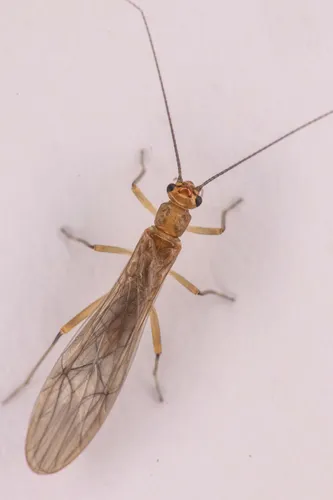 Malenka depressa