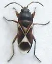 Malezonotus angustatus