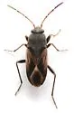 Malezonotus cf-grossus
