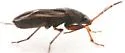 Malezonotus cf-grossus - photo 2