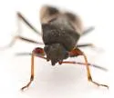 Malezonotus cf-grossus - photo 3
