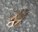 Malezonotus rufipes
