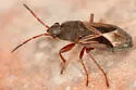 Malezonotus rufipes - photo 2