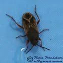 Malezonotus rufipes - photo 3