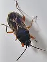 Malezonotus rufipes - photo 4