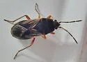 Malezonotus rufipes - photo 5