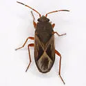 Malezonotus sodalicius