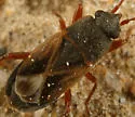 Malezonotus sodalicius - photo 2