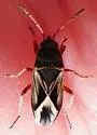 Malezonotus sodalicius - photo 3