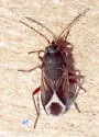Malezonotus sodalicius - photo 4