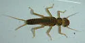 Malirekus iroquois