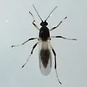 Mallochohelea albibasis