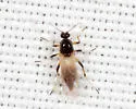 Mallochohelea albibasis - photo 2