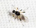 Mallochohelea albibasis - photo 3