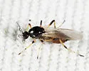 Mallochohelea albibasis - photo 4