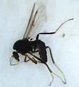 Mallochohelea atripes