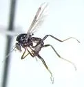 Mallochohelea atripes - photo 2