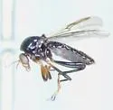 Mallochohelea atripes - photo 3