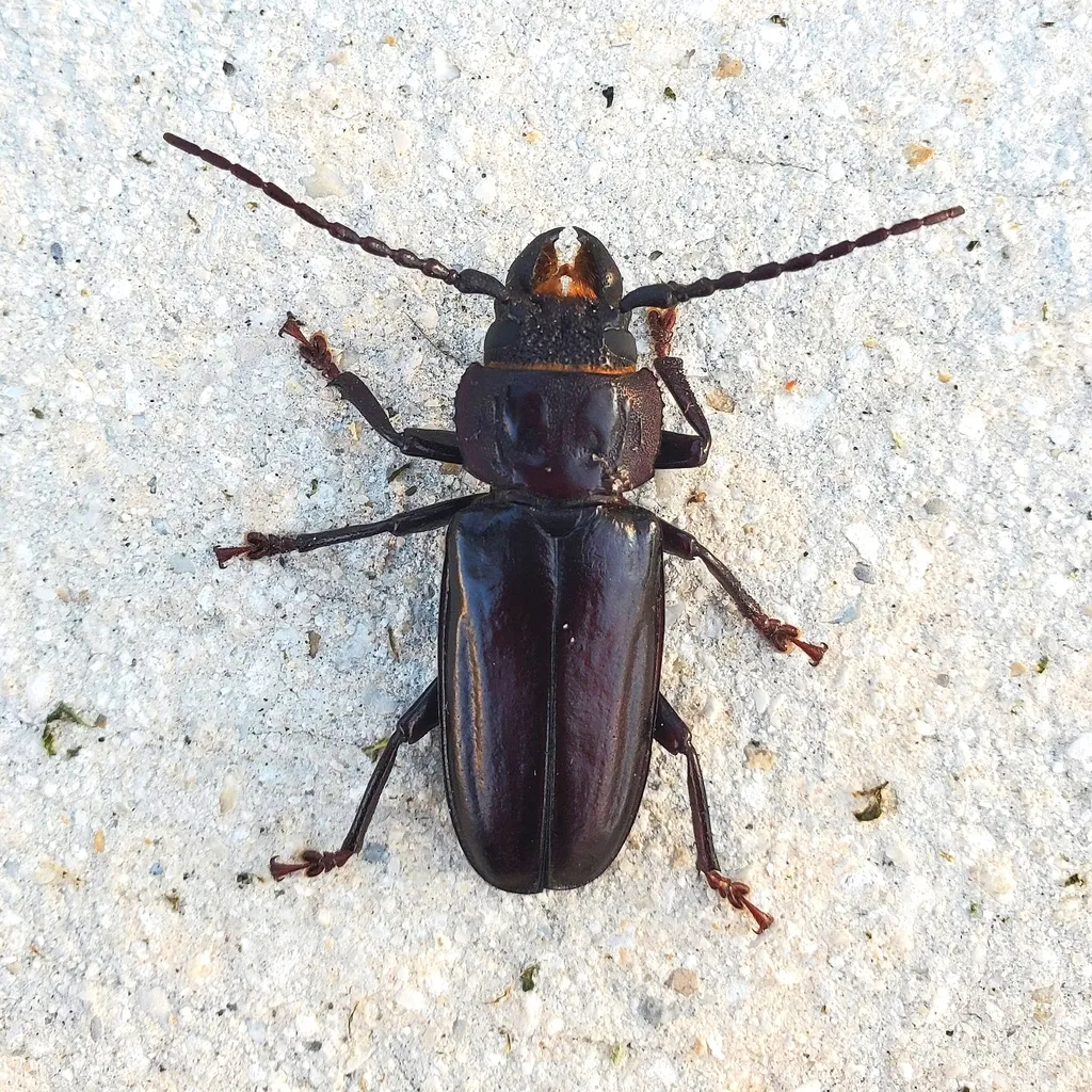 Hardwood Stump Borer - Mallodon dasystomus
