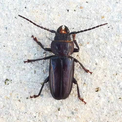 Hardwood Stump Borer - photo 2