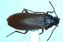 Mallodrya subaenea