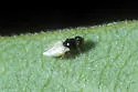 Malloewia abdominalis