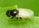 Malloewia abdominalis - photo 2