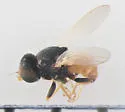 Malloewia abdominalis - photo 3