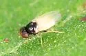 Malloewia abdominalis - photo 5