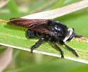 Black Bee Killer
