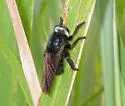 Black Bee Killer - photo 2