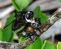Black Bee Killer - photo 3
